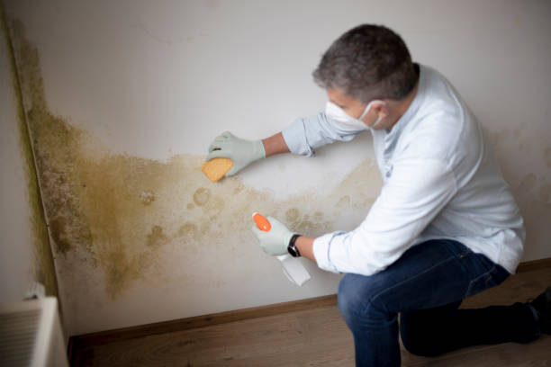 Best Asbestos and Lead Testing During Mold Inspection  in Hapeville, GA