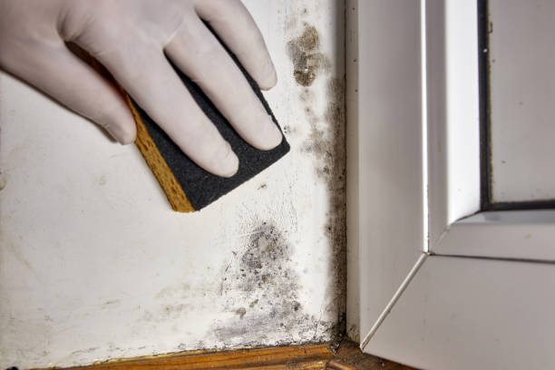 Best HVAC Mold Inspection and Cleaning  in Hapeville, GA
